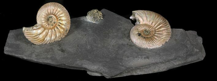 Iridescent Ammonite Fossils Mounted In Shale - x #38109
